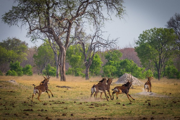 086 Zimbabwe, Hwange NP, sabelantilopes.jpg